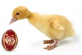 Duckling with Easter egg Royalty Free Stock Photo