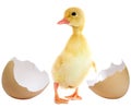 Duckling and egg Royalty Free Stock Photo