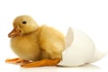 Duckling and egg shell Royalty Free Stock Photo