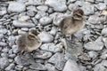 Ducklings eider ducks