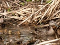 Duckling family swimming together Royalty Free Stock Photo