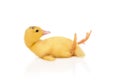 duckling fell on his back Royalty Free Stock Photo