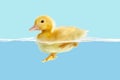 Duckling first swim Royalty Free Stock Photo