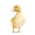 Duckling four days Royalty Free Stock Photo