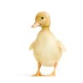 Duckling four days Royalty Free Stock Photo