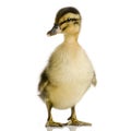 Duckling four days Royalty Free Stock Photo