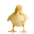 Duckling four days Royalty Free Stock Photo
