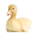 Duckling four days Royalty Free Stock Photo