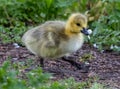 Duckling in a garden Royalty Free Stock Photo