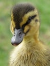 Duckling in the garden Royalty Free Stock Photo