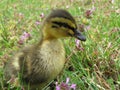 Duckling in the garden Royalty Free Stock Photo