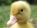 Duckling in the garden Royalty Free Stock Photo