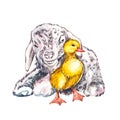 Duckling and goat watercolor illustration. Easter set. Hand painted card with traditional symbols isolated on white Royalty Free Stock Photo