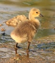 Duckling Royalty Free Stock Photo