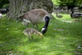 Duckling gracing on the grass