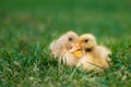 Cute Ducklings on Grass Royalty Free Stock Photo