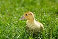 Duckling on green grass