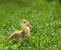 Duckling on green meadow