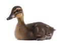 Duckling grey isolated on white background Royalty Free Stock Photo