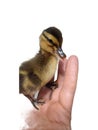 Duckling in a human palm