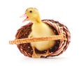 Duckling in an inverted basket