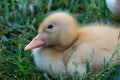 Fuzzy Yellow Baby Duck Curled Up in a Bed of Green Grass in Spring Royalty Free Stock Photo