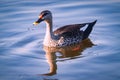 Duckling in lake the best landscape photos of India