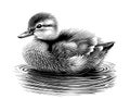 Duckling little floating hand drawn sketch Vector illustration