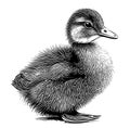 Duckling little hand drawn sketch Vector illustration