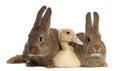 Duckling lying between two rabbits against white background Royalty Free Stock Photo