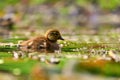 Duckling. Mandarin duckling cub. Beautiful young water bird in the wild. Colorful background