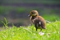 Duckling. Mandarin duckling cub. Beautiful young water bird in the wild. Colorful background