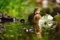 Duckling. Mandarin duckling cub. Beautiful young water bird in the wild. Colorful background