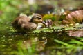 Duckling. Mandarin duckling cub. Beautiful young water bird in the wild. Colorful background