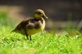 Duckling. Mandarin duckling cub. Beautiful young water bird in the wild. Colorful background