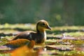 Duckling. Mandarin duckling cub. Beautiful young water bird in the wild. Colorful background