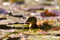 Duckling. Mandarin duckling cub. Beautiful young water bird in the wild. Colorful background