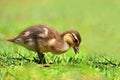 Duckling. Mandarin duckling cub. Beautiful young water bird in the wild. Colorful background