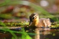 Duckling. Mandarin duckling cub. Beautiful young water bird in the wild. Colorful background