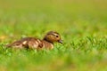 Duckling. Mandarin duckling cub. Beautiful young water bird in the wild. Colorful background