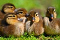 Duckling. Mandarin duckling cub. Beautiful young water bird in the wild. Colorful background