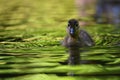 Duckling. Mandarin duckling cub. Beautiful young water bird in the wild. Colorful background