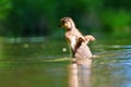 Duckling. Mandarin duckling cub. Beautiful young water bird in the wild. Colorful background