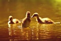 Duckling. Mandarin duckling cub. Beautiful young water bird in the wild. Colorful background