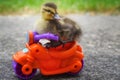 Duckling Motorcycle Dude Royalty Free Stock Photo