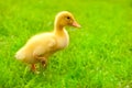 Duckling outdoor running on green grass Royalty Free Stock Photo