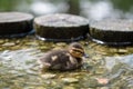 Duckling in pond at the Botanic Garden of the Jagiellonian University, Krakow, Poland. Royalty Free Stock Photo