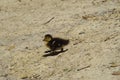 Duckling at the pond