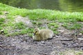 Duckling resting by a stream Royalty Free Stock Photo