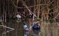 Earth Calling. Duckling in a river full of rubbish. Beer bottle and aluminum can. Royalty Free Stock Photo